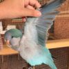 Green Quaker (monk) Parrot* — Male, 5 mo, Hand‑Raised