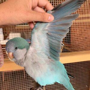 Green Quaker (monk) Parrot* — Male, 5 mo, Hand‑Raised