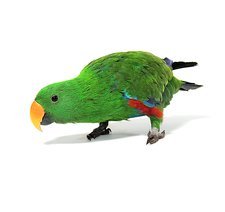 Eclectus Parrots for Sale