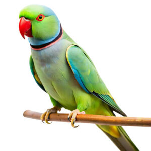 Indian Ringnecks for Sale