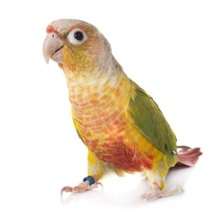 Green Cheek Conures for Sale