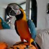 Blue-and-gold Macaw — Dna-Sexed, 14 mo, Hand‑Raised