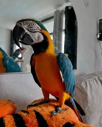 Blue-and-gold Macaw — Dna-Sexed, 14 mo, Hand‑Raised
