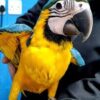 Blue-and-gold Macaw — Dna-Sexed, 17 mo, Hand‑Raised
