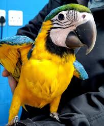 Blue-and-gold Macaw — Dna-Sexed, 17 mo, Hand‑Raised