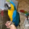 Blue-and-gold Macaw — Dna-Sexed, 5 mo, Hand‑Raised