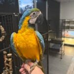 Blue-and-gold Macaw