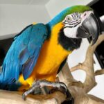 Meet Classic Blue-and-Gold Macaw