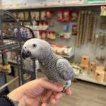 Congo African Grey