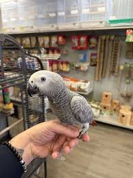 Congo African Grey — Dna-Sexed, 3 mo, Hand‑Raised