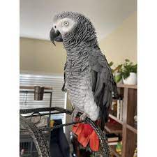 Congo African Grey — Male, 3 mo, Hand‑Raised