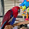 Vosmaeri Eclectus — Male, 16 mo, Hand‑Raised