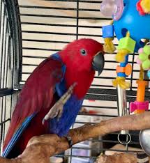 Vosmaeri Eclectus — Male, 16 mo, Hand‑Raised