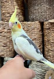 Lutino Cockatiel — Dna-Sexed, 11 mo, Hand‑Raised
