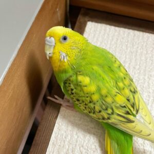 Sky Blue Budgerigar (budgie) — Female, 14 mo, Hand‑Raised