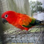 Red-factor Sun Conure
