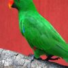 Grand Eclectus — Male, 6 mo, Hand‑Raised