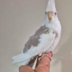 Pied Cockatiel