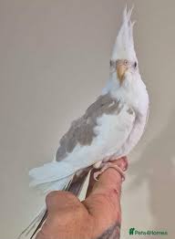 Pied Cockatiel — Dna-Sexed, 15 mo, Hand‑Raised