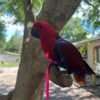 buy Grand Eclectus for sale