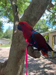 buy Grand Eclectus for sale