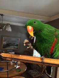 Red-sided Eclectus — Male, 10 mo, Hand‑Raised