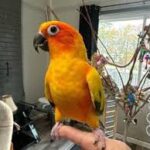 Sun Conure
