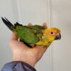 Sun Conure — Dna-Sexed, 8 mo, Hand‑Raised