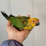 Sun Conure — Dna-Sexed, 8 mo, Hand‑Raised