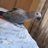 Timneh African Grey — Dna-Sexed, 8 mo, Hand‑Raised