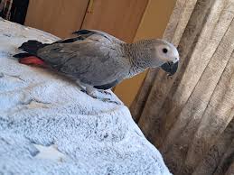 Timneh African Grey — Dna-Sexed, 8 mo, Hand‑Raised