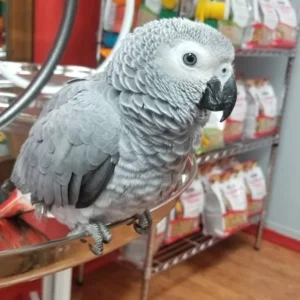 Timneh African Grey — Male, 16 mo, Hand‑Raised