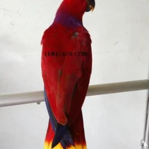 Solomon Island Eclectus — Dna-Sexed, 17 mo, Hand‑Raised