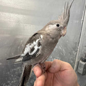 Whiteface Cockatiel — Dna-Sexed, 3 mo, Hand‑Raised