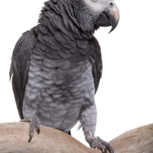 African Grey Parrots for Sale
