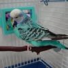 Spangle Budgerigar (budgie) — Male, 7 mo, Hand‑Raised