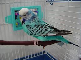 Spangle Budgerigar (budgie) — Male, 7 mo, Hand‑Raised