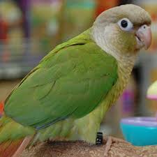 Turquoise Green-cheeked Conure — Female, 8 mo, Hand‑Raised