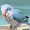 Opaline Budgerigar (budgie) — Female, 8 mo, Hand‑Raised