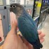 Pineapple Green-cheeked Conure — Dna-Sexed, 5 mo, Hand‑Raised