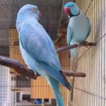 Blue Indian Ringneck Male