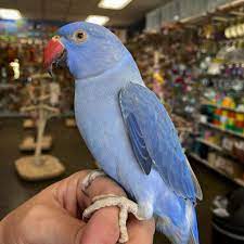 Violet Indian Ringneck — Female, 12 mo, Hand‑Raised