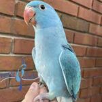Albino Indian Ringneck — Male, 15 mo, Hand‑Raised