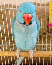 buy Albino Indian Ringneck for sale
