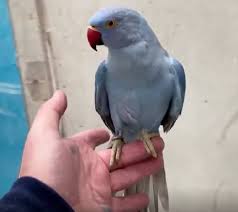 Green Indian Ringneck — Dna-Sexed, 17 mo, Hand‑Raised