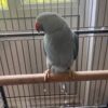buy Blue Indian Ringneck for sale