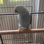 buy Blue Indian Ringneck for sale