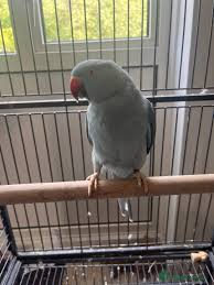 buy Blue Indian Ringneck for sale