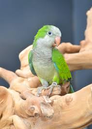 Blue Quaker (monk) Parrot* — Dna-Sexed, 18 mo, Hand‑Raised