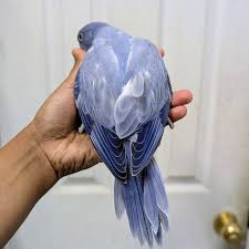 Spangle Budgerigar (budgie) — Male, 5 mo, Hand‑Raised